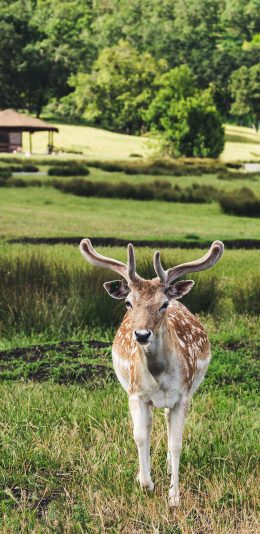 [2436x1125]梅花鹿 户外 草坪 鹿角 苹果手机壁纸图片