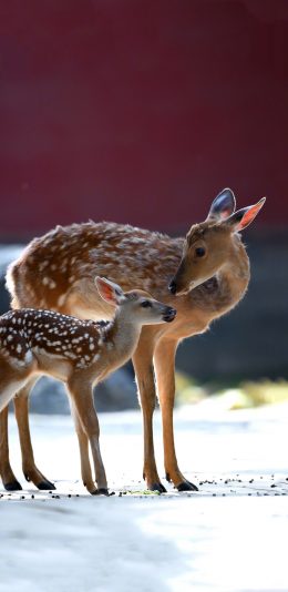 [2436x1125]梅花鹿 故宫 红墙 苹果手机壁纸图片
