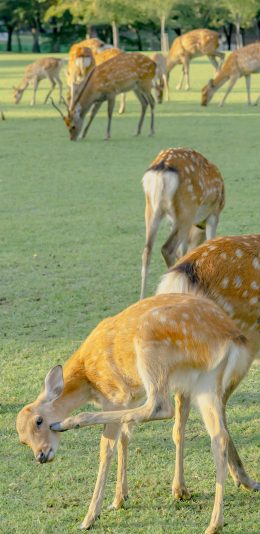 [2436x1125]梅花鹿 日本 奈良 草坪 养殖 苹果手机壁纸图片