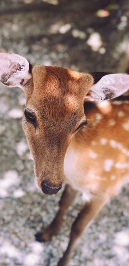 [2436x1125]梅花鹿 牲畜 畜牧 斑纹 苹果手机壁纸图片