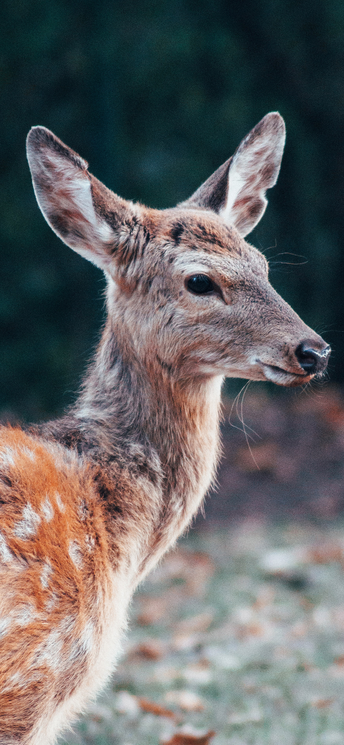 [2436×1125]梅花鹿 皮毛 野外 牲畜 苹果手机壁纸图片