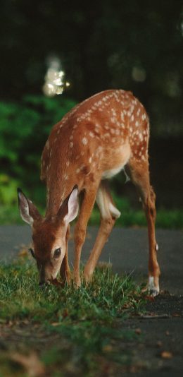 [2436x1125]梅花鹿 绿色 生物 草 苹果手机壁纸图片