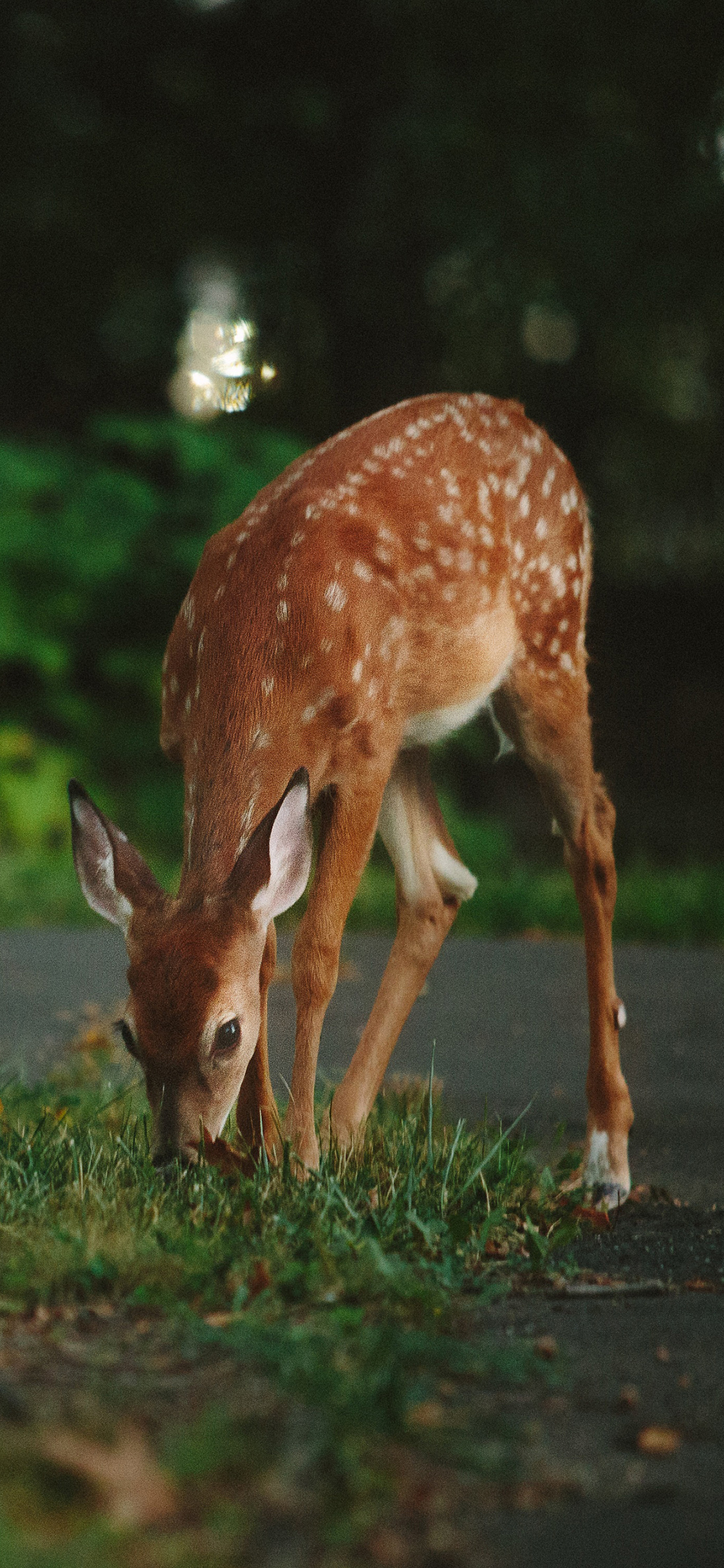 [2436×1125]梅花鹿 绿色 生物 草 苹果手机壁纸图片