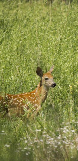 [2436x1125]梅花鹿 草丛 丛林 野外 绿色 苹果手机壁纸图片