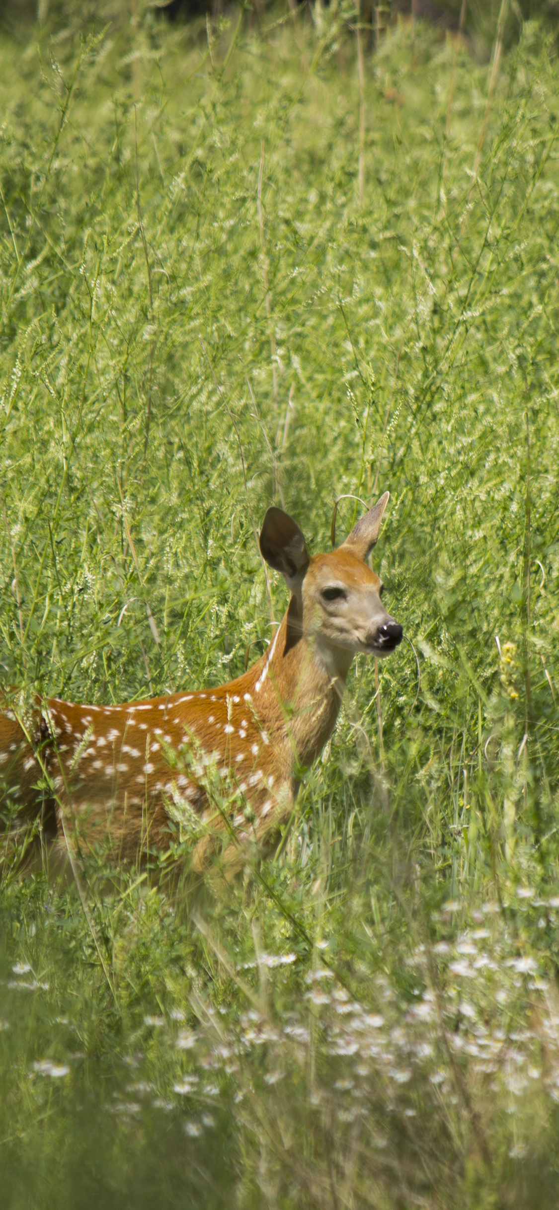 [2436×1125]梅花鹿 草丛 丛林 野外 绿色 苹果手机壁纸图片