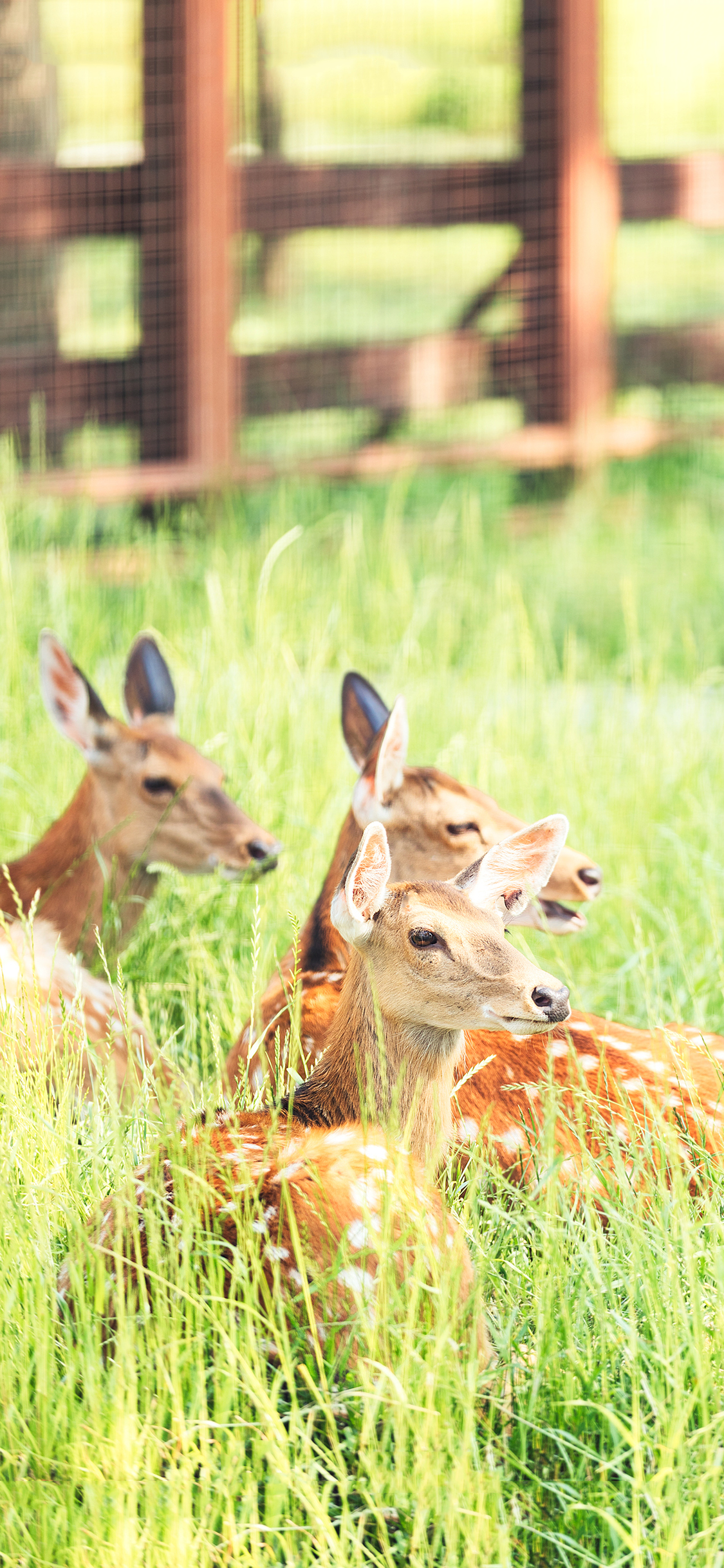 [2436×1125]梅花鹿 草丛 养殖 牲畜 花纹 苹果手机壁纸图片