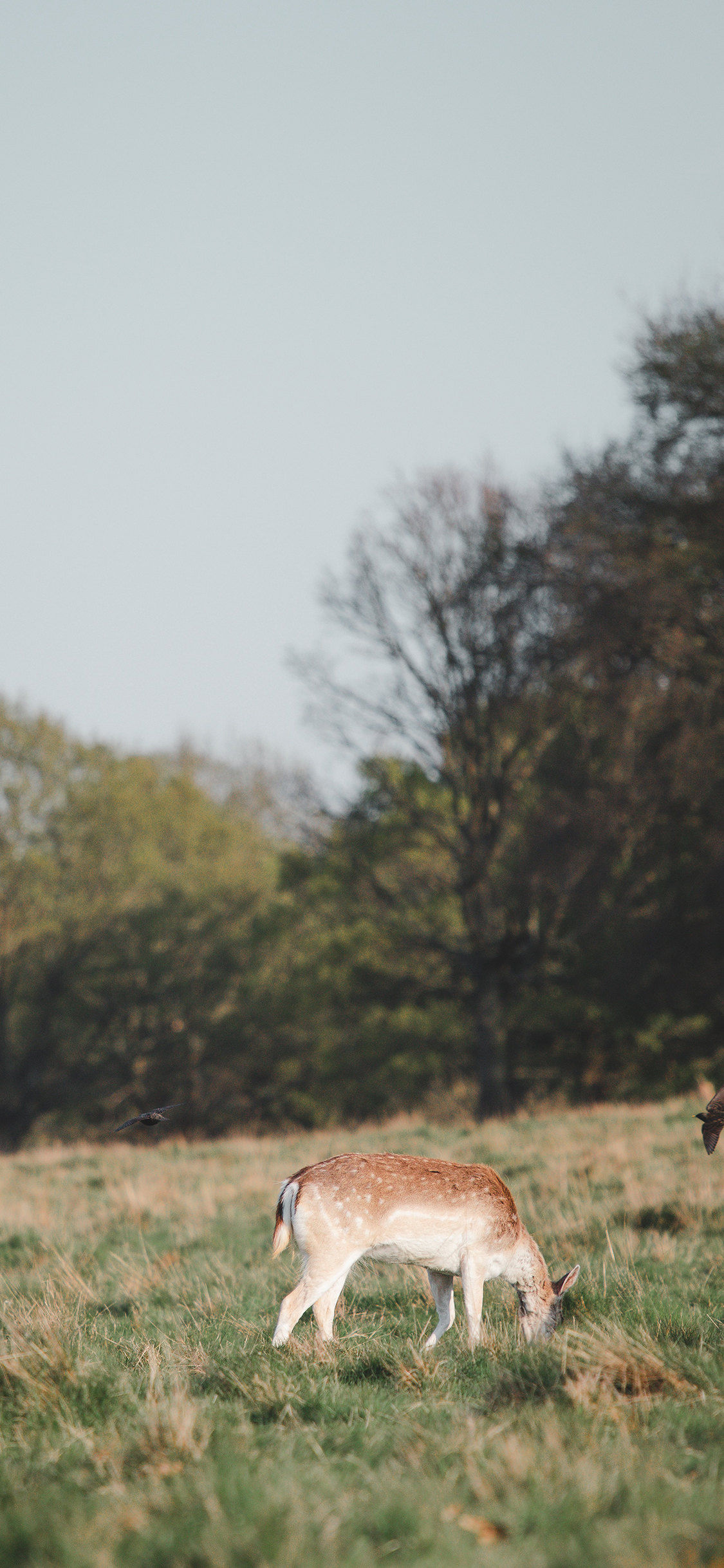 [2436×1125]梅花鹿 草地 野外 觅食 苹果手机壁纸图片
