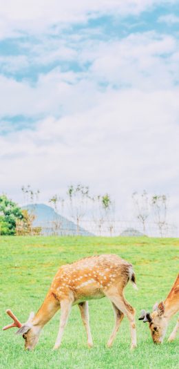 [2436x1125]梅花鹿 草坪 养殖 圈养 苹果手机壁纸图片