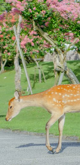 [2436x1125]梅花鹿 草坪 养殖 春天 苹果手机壁纸图片