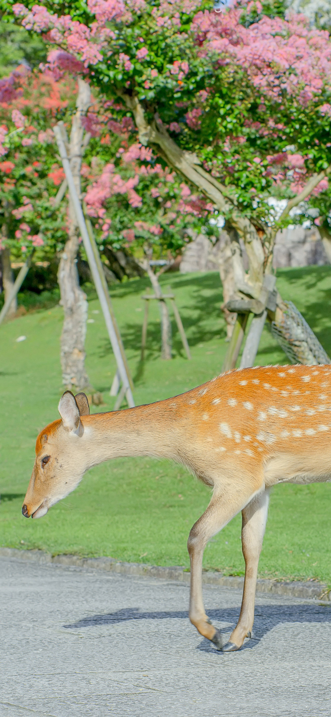[2436×1125]梅花鹿 草坪 养殖 春天 苹果手机壁纸图片