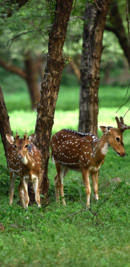 [2436x1125]梅花鹿 草坪 养殖 牲畜 苹果手机壁纸图片
