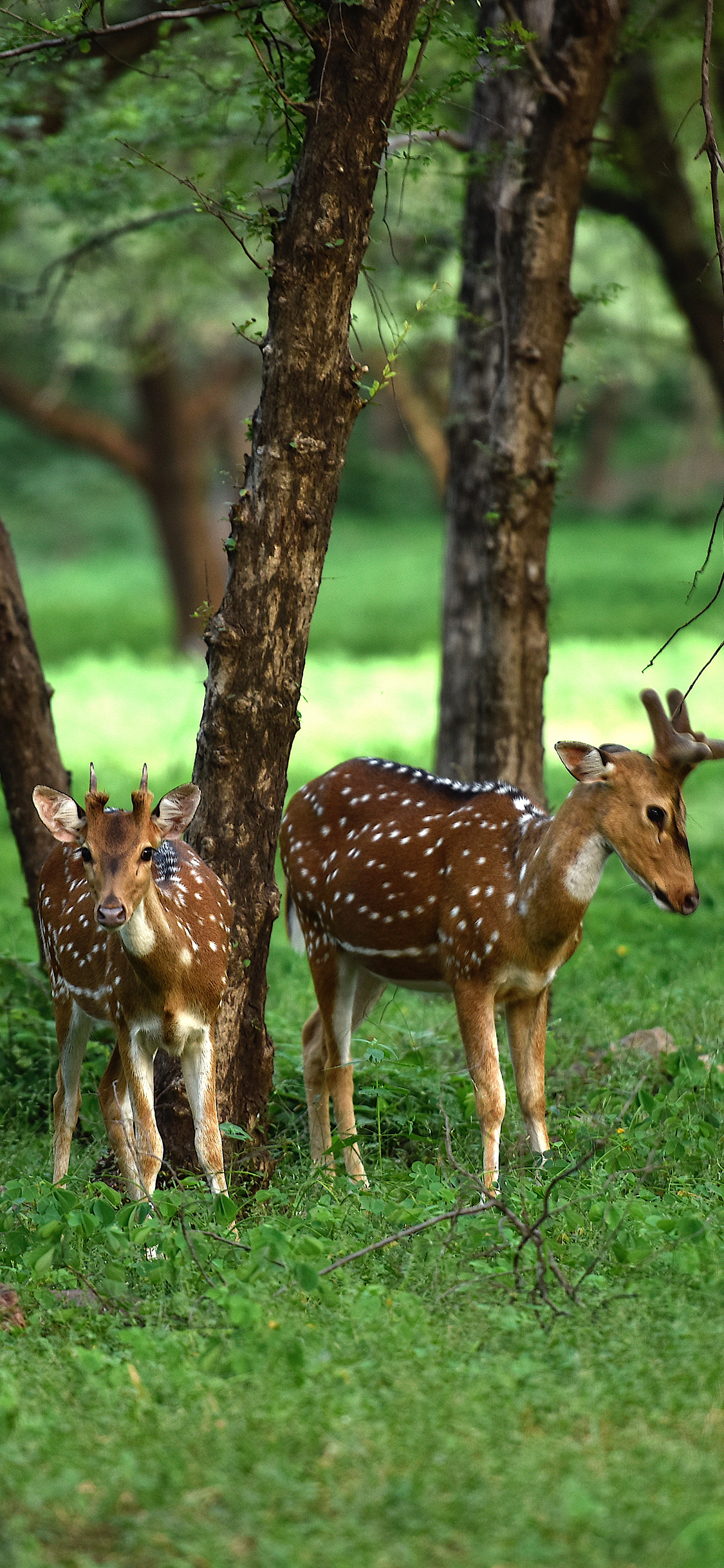 [2436×1125]梅花鹿 草坪 养殖 牲畜 苹果手机壁纸图片