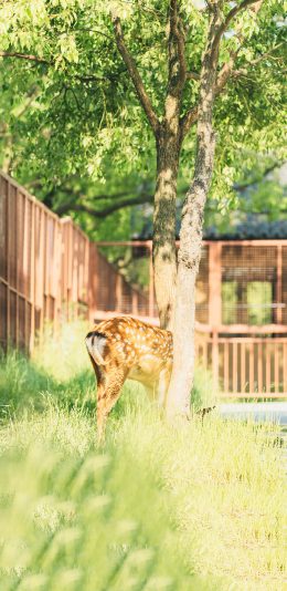 [2436x1125]梅花鹿 草坪 养殖 牲畜 树木 苹果手机壁纸图片