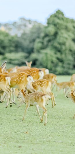 [2436x1125]梅花鹿 草坪 养殖 群落 牲畜 苹果手机壁纸图片