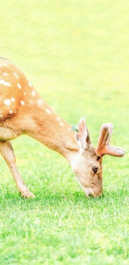 [2436x1125]梅花鹿 草坪 吃草 养殖 苹果手机壁纸图片