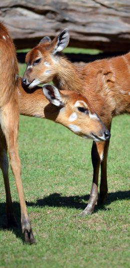 [2436x1125]梅花鹿 草坪 圈养 可爱 苹果手机壁纸图片