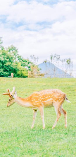 [2436x1125]梅花鹿 草坪 畜牧 养殖 苹果手机壁纸图片