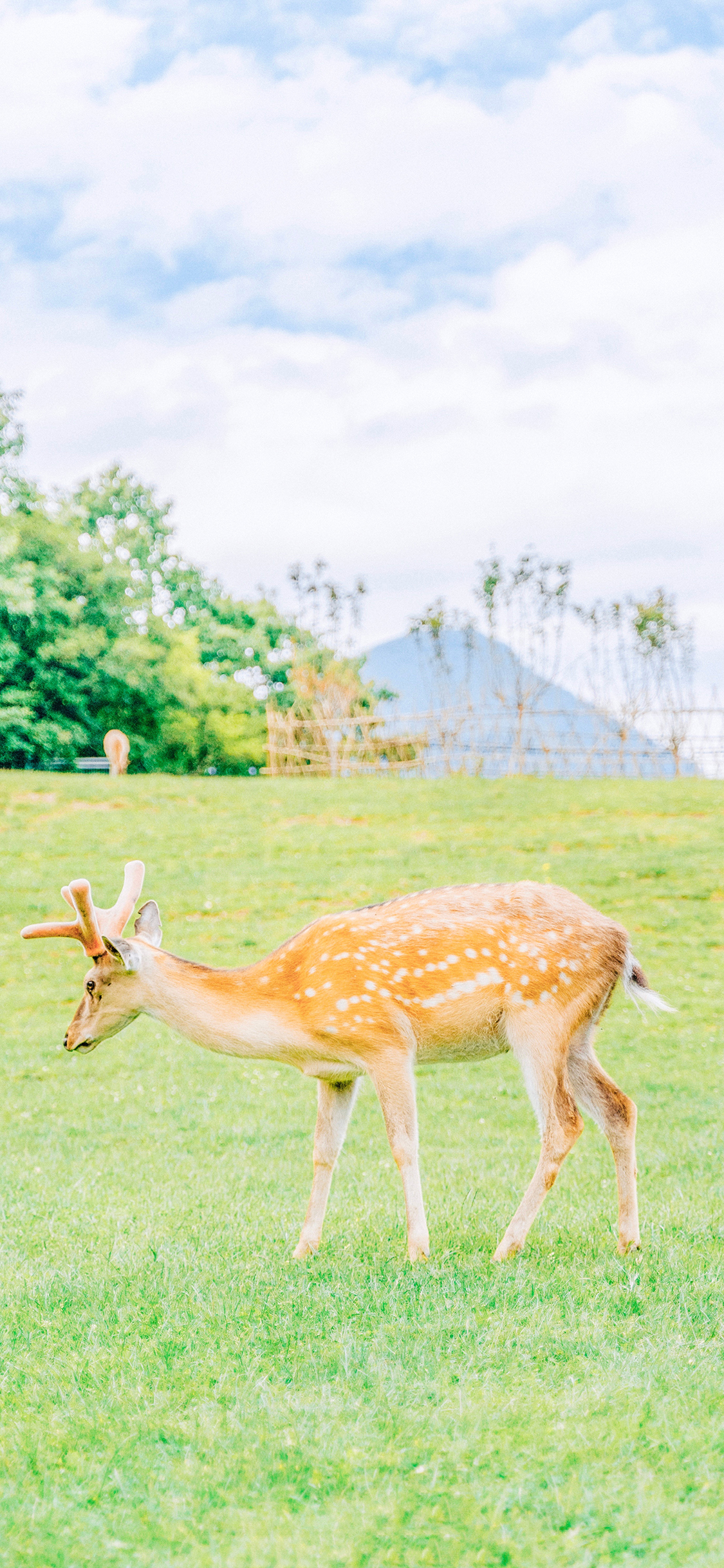 [2436×1125]梅花鹿 草坪 畜牧 养殖 苹果手机壁纸图片