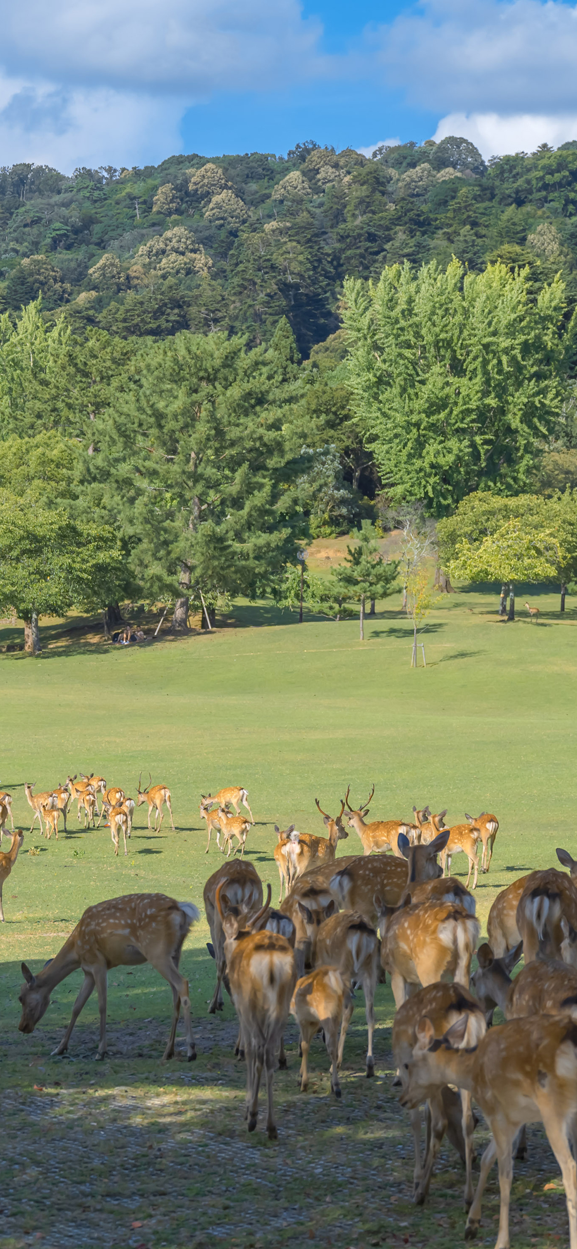 [2436×1125]梅花鹿 草坪 草地 种群 绿色 苹果手机壁纸图片