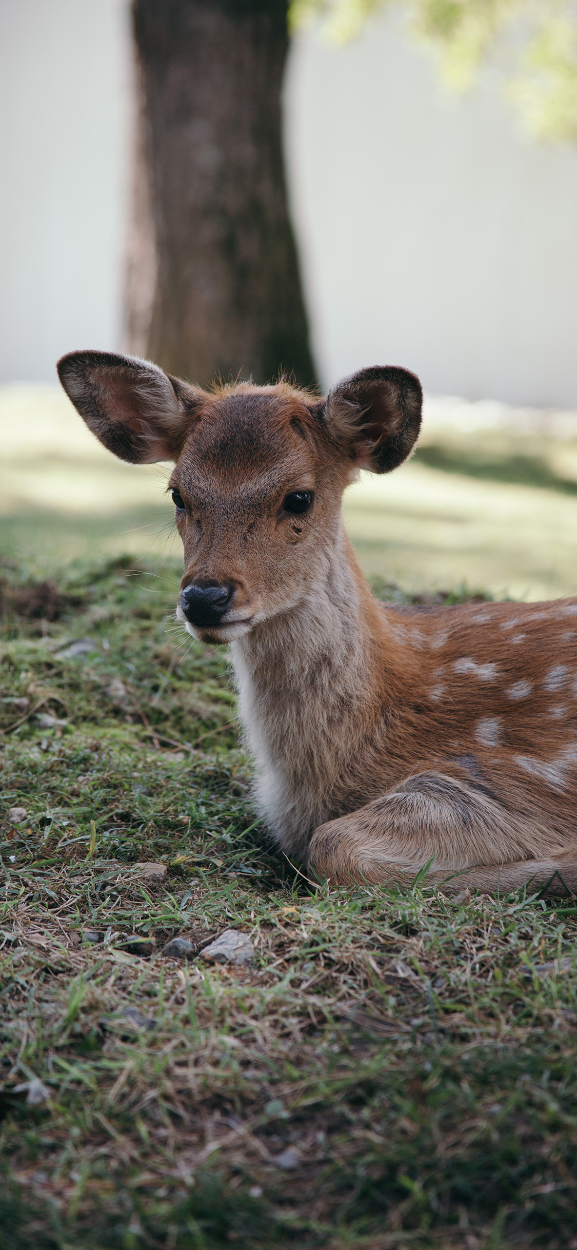 [2436×1125]梅花鹿 草堆 跪卧 野外 苹果手机壁纸图片
