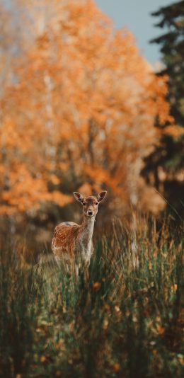 [2436x1125]梅花鹿 野外 小鹿 树林 苹果手机壁纸图片
