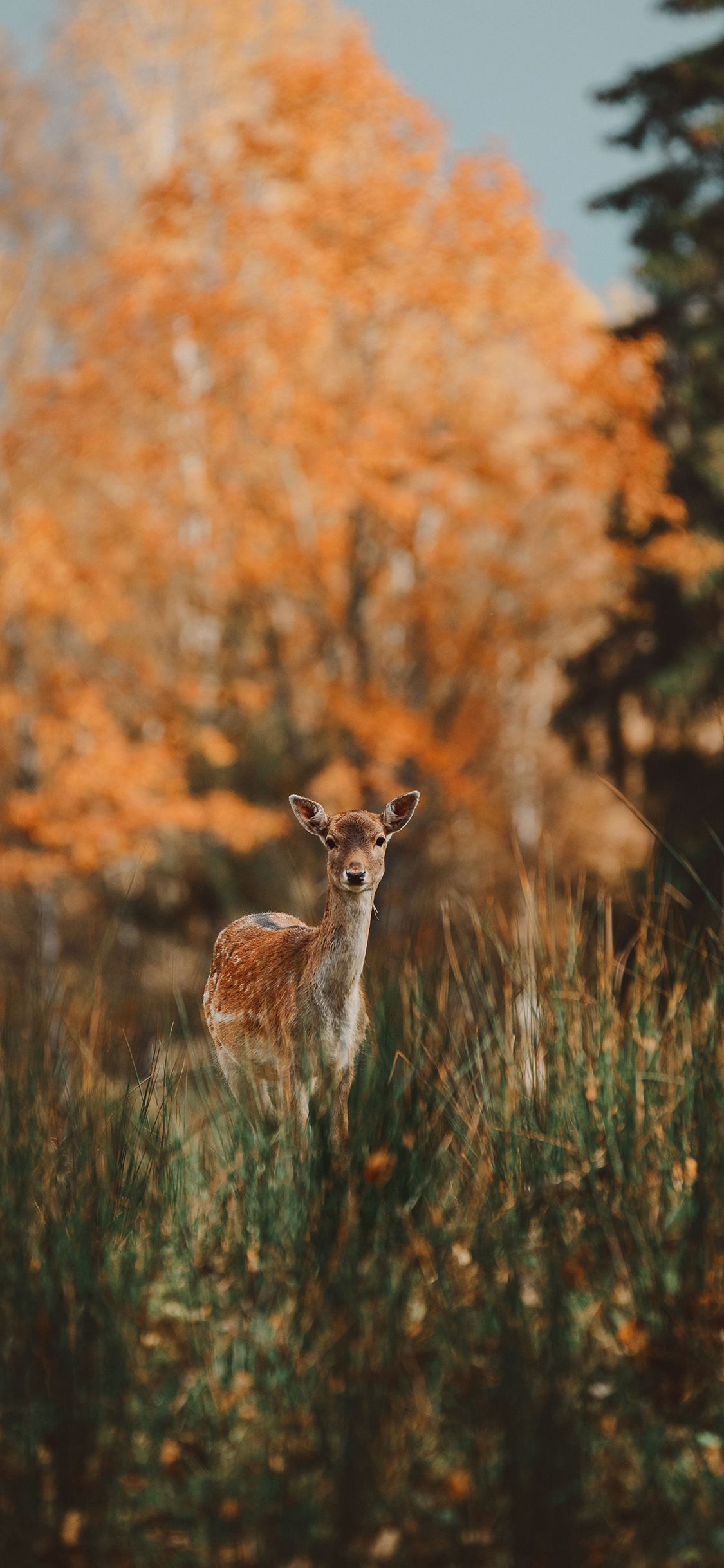 [2436×1125]梅花鹿 野外 小鹿 树林 苹果手机壁纸图片