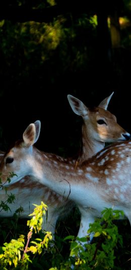 [2436x1125]梅花鹿 野外 群居 皮毛 苹果手机壁纸图片