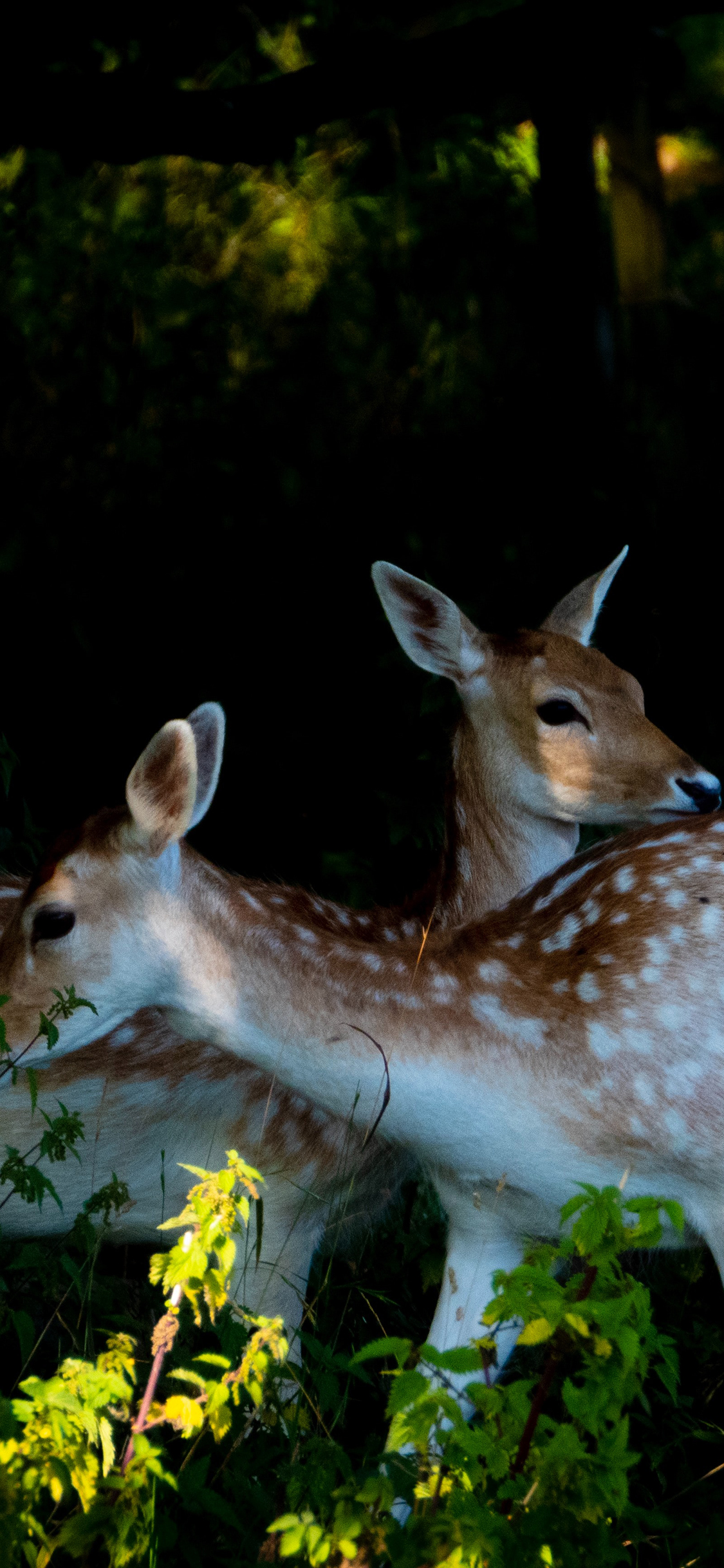 [2436×1125]梅花鹿 野外 群居 皮毛 苹果手机壁纸图片