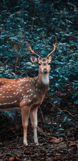[2436x1125]梅花鹿 野生 丛林 苹果手机壁纸图片