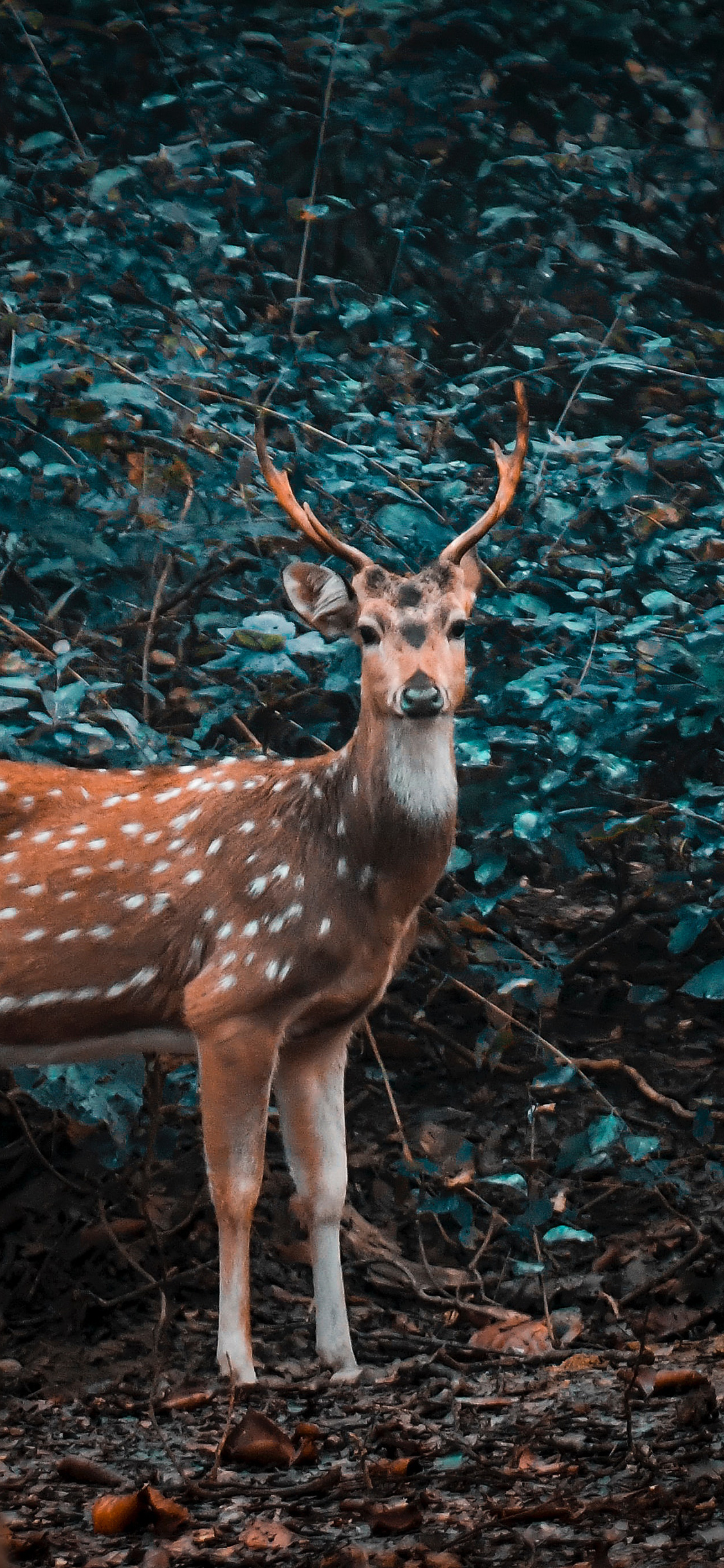 [2436×1125]梅花鹿 野生 丛林 苹果手机壁纸图片