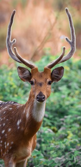 [2436x1125]梅花鹿 鹿角 丛林 养殖 苹果手机壁纸图片