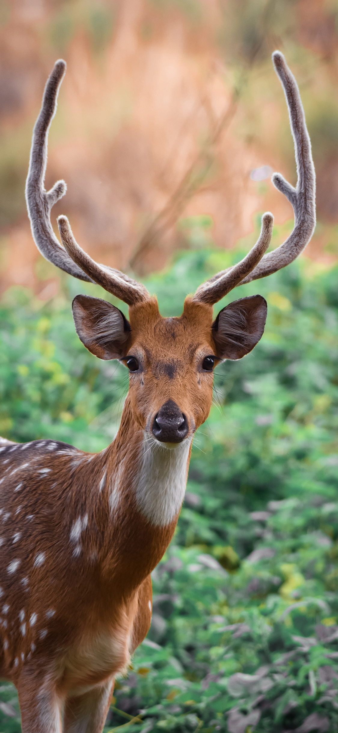 [2436×1125]梅花鹿 鹿角 丛林 养殖 苹果手机壁纸图片