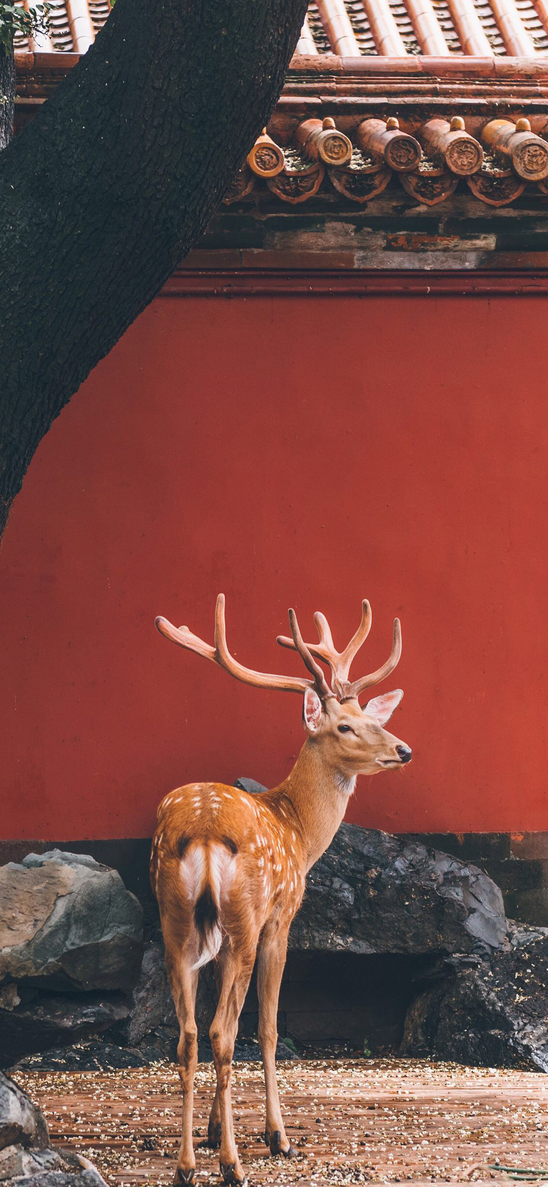 [2436×1125]梅花鹿 鹿角 故宫 红色 苹果手机壁纸图片