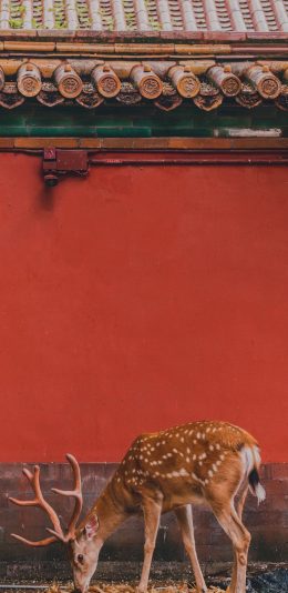 [2436x1125]梅花鹿 鹿角 故宫 红色 瓦片 苹果手机壁纸图片