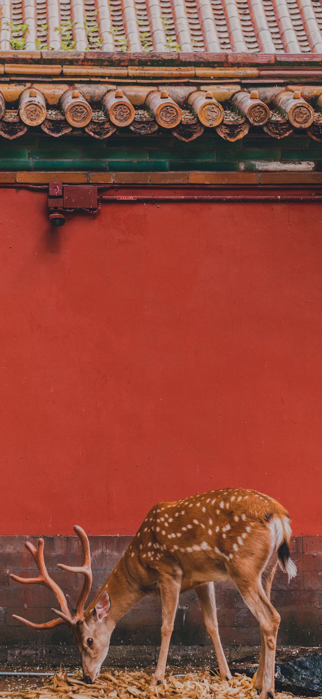 [2436×1125]梅花鹿 鹿角 故宫 红色 瓦片 苹果手机壁纸图片