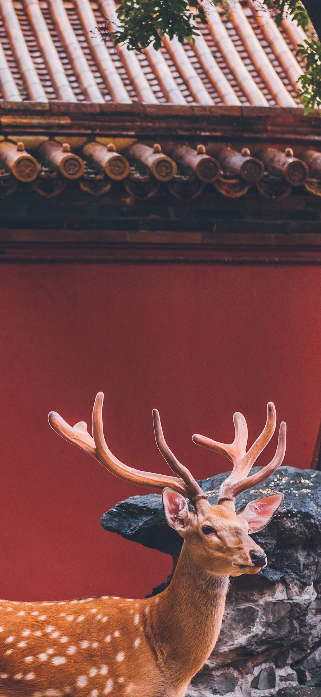 [2436×1125]梅花鹿 鹿角 故宫 红色 瓦片 假山 苹果手机壁纸图片