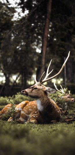 [2436x1125]梅花鹿 鹿角 草地 鹿群 苹果手机壁纸图片