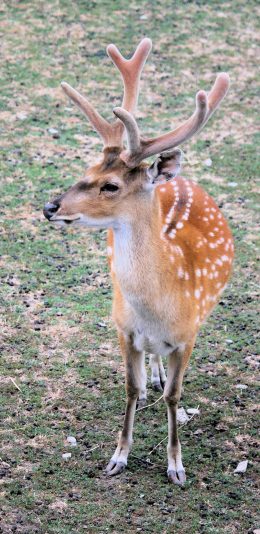 [2436x1125]梅花鹿 鹿角 草坪 养殖 苹果手机壁纸图片