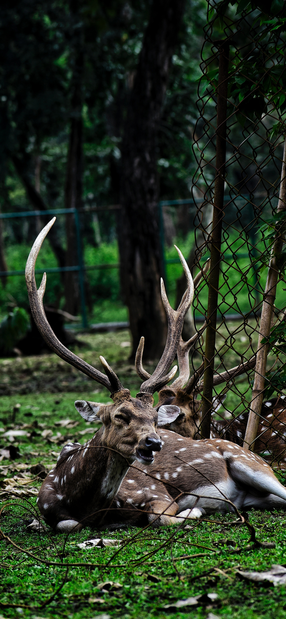 [2436×1125]梅花鹿 鹿角 草坪 草地 牲畜 苹果手机壁纸图片