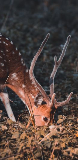 [2436x1125]梅花鹿 鹿角 觅食 树林 光 苹果手机壁纸图片