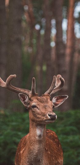 [2436x1125]梅花鹿 鹿角 野外 树林 苹果手机壁纸图片