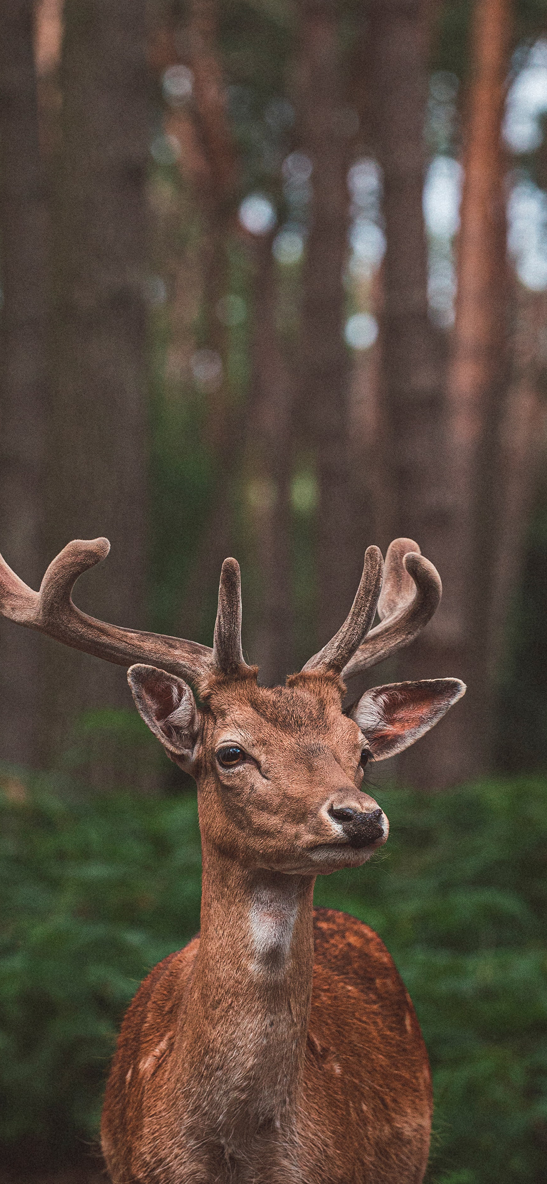 [2436×1125]梅花鹿 鹿角 野外 树林 苹果手机壁纸图片