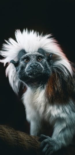 [2436x1125]棉冠獠狨 绒顶柽柳猴 保护动物 灵长 苹果手机壁纸图片