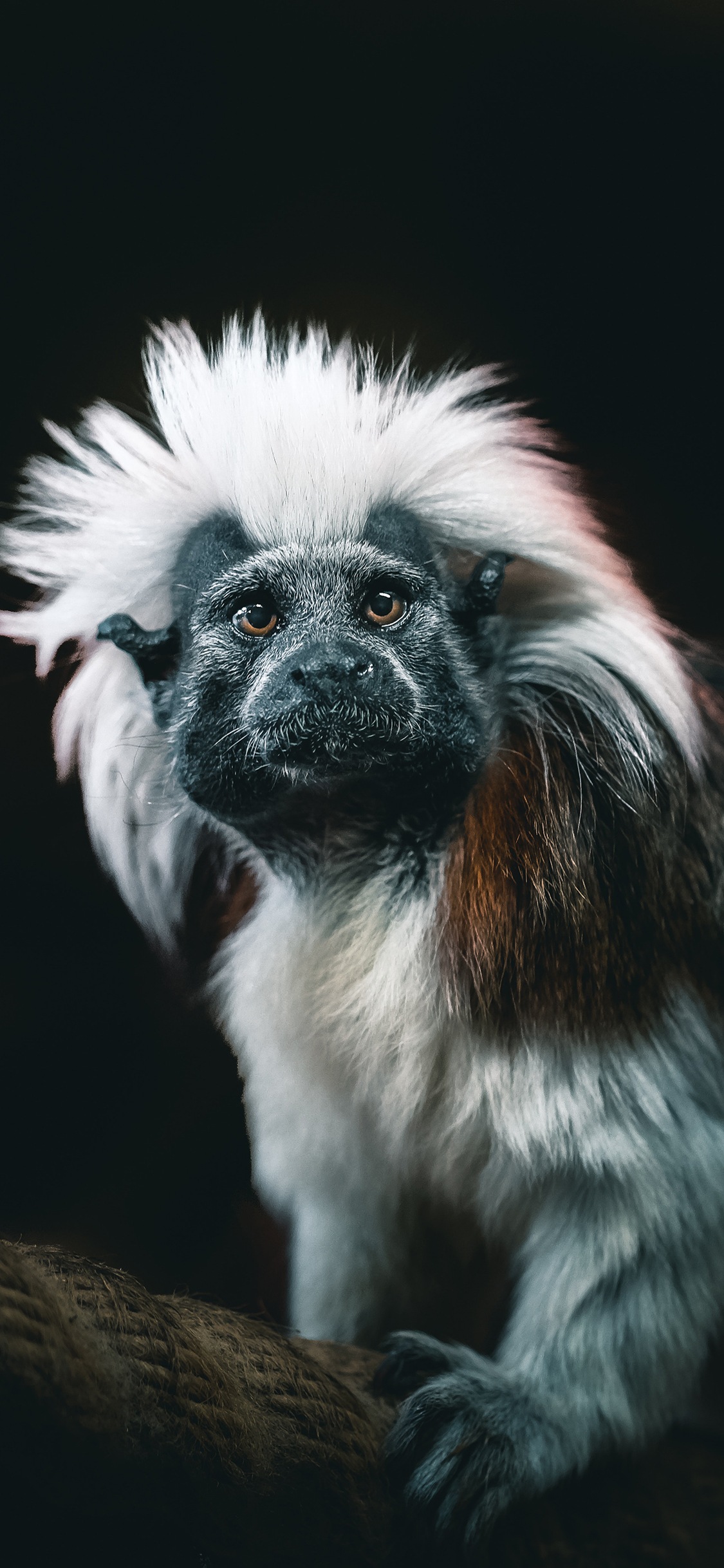 [2436×1125]棉冠獠狨 绒顶柽柳猴 保护动物 灵长 苹果手机壁纸图片