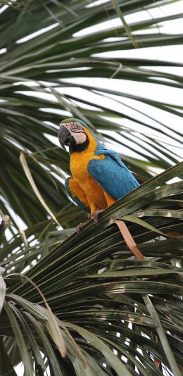 [2436x1125]棕榈树 飞鸟 鹦鹉 黄色 苹果手机壁纸图片