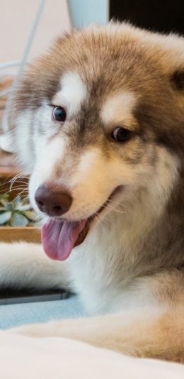 [2436x1125]棕毛 阿拉斯加犬  可爱 苹果手机壁纸图片
