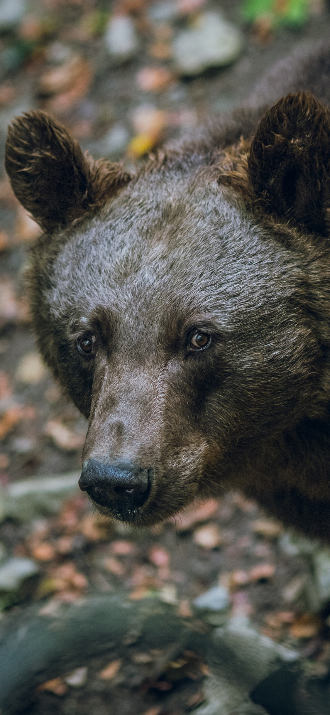 [2436×1125]棕熊 庞大 呆萌 丛林 苹果手机壁纸图片