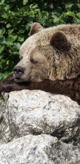 [2436x1125]棕熊 野生 趴 休息 石头 苹果手机壁纸图片