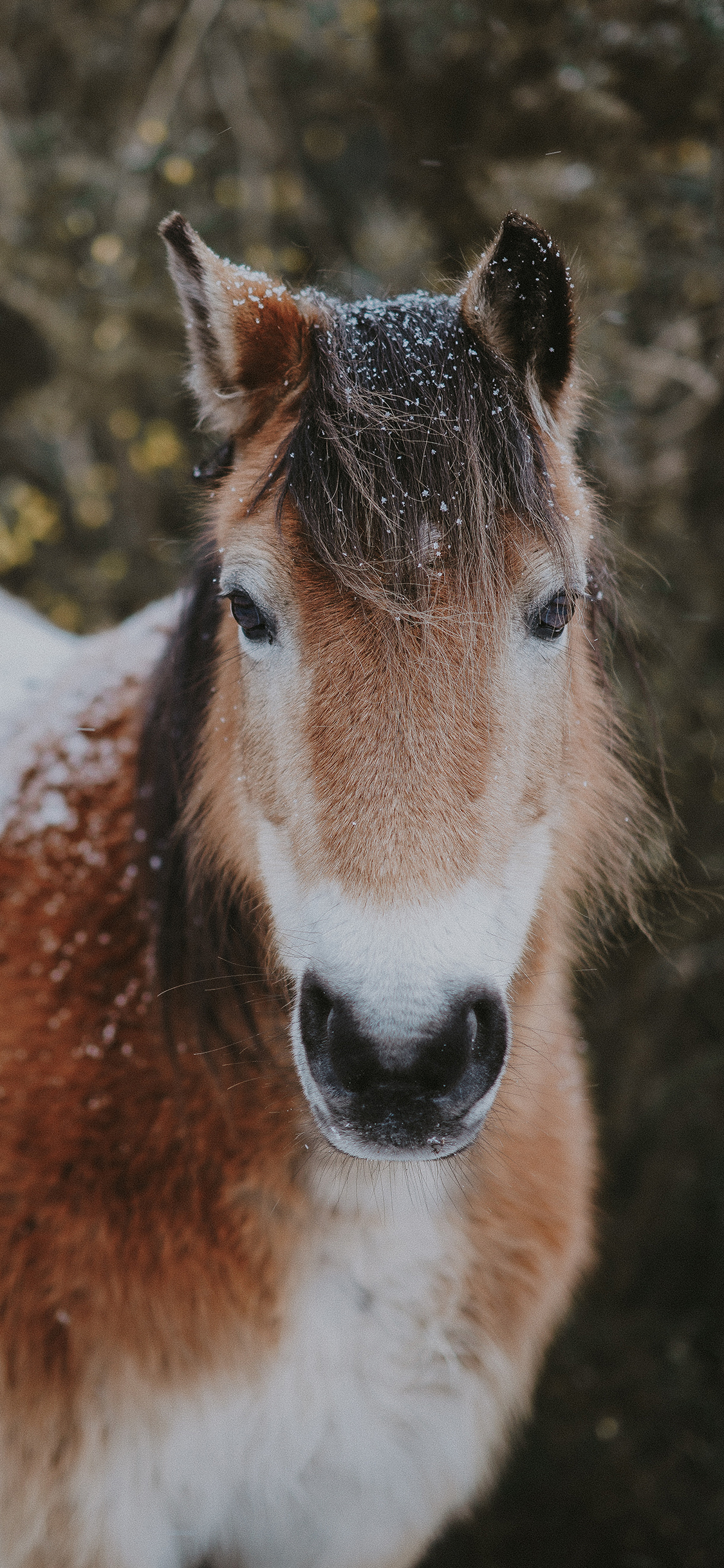 [2436×1125]棕马 幼崽 雪花 可爱 苹果手机壁纸图片