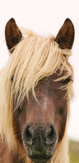 [2436x1125]棕马 斜刘海 白色 奔跑 苹果手机壁纸图片